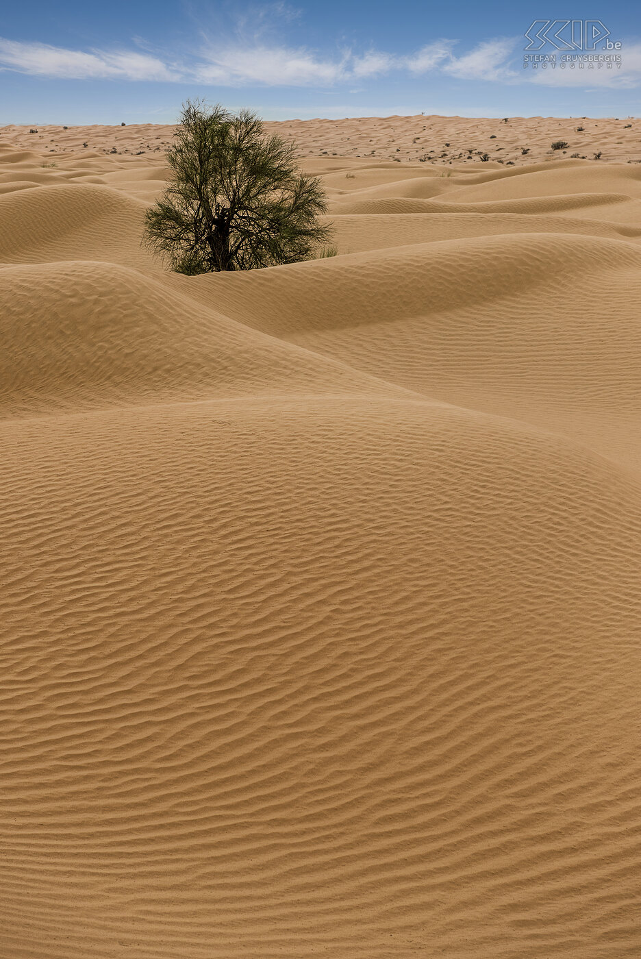 Sanddune with tree  Stefan Cruysberghs